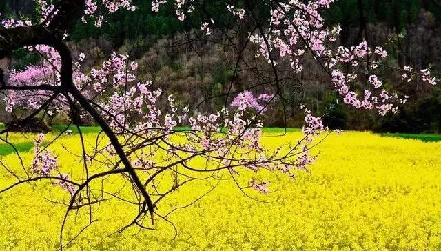 桃花嫣然出篱笑，关于桃花最美的诗词（赏读：桃花依旧笑春风）