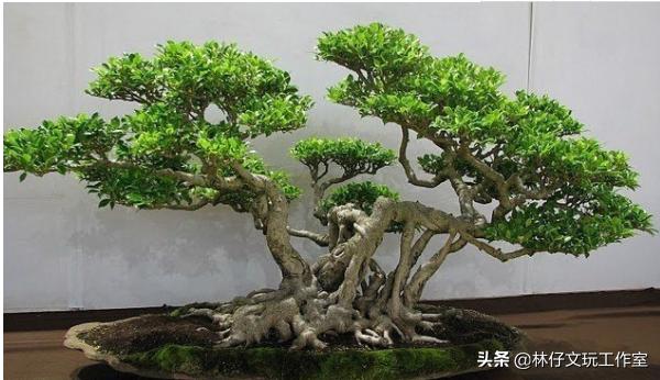 黄杨木盆景好处，黄杨木不仅是木雕良材