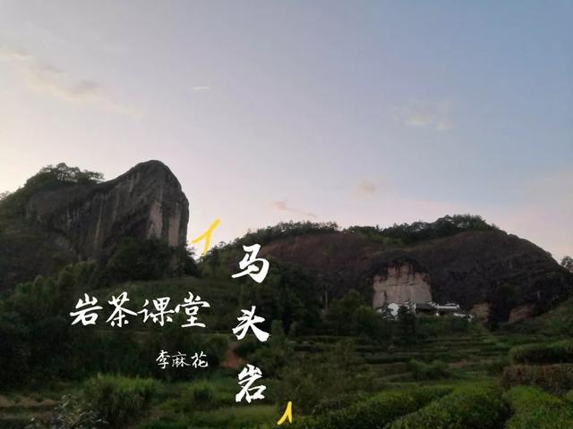 马头岩肉桂是高档茶吗，武夷岩茶肉桂是好茶吗（马头岩肉桂为什么紧随牛栏坑肉桂之后）