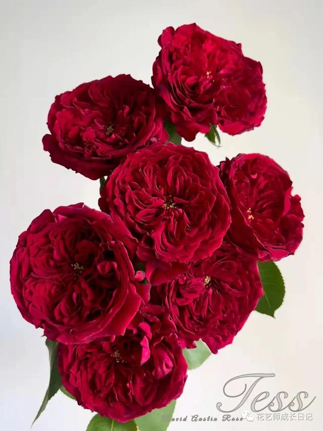 复古香槟色玫瑰，52朵香槟色玫瑰