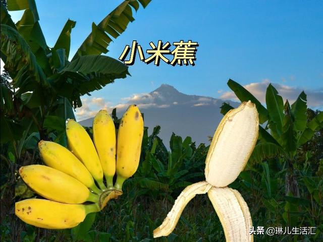 香蕉还能这样吃好看又好吃，你了解它们的品种吗