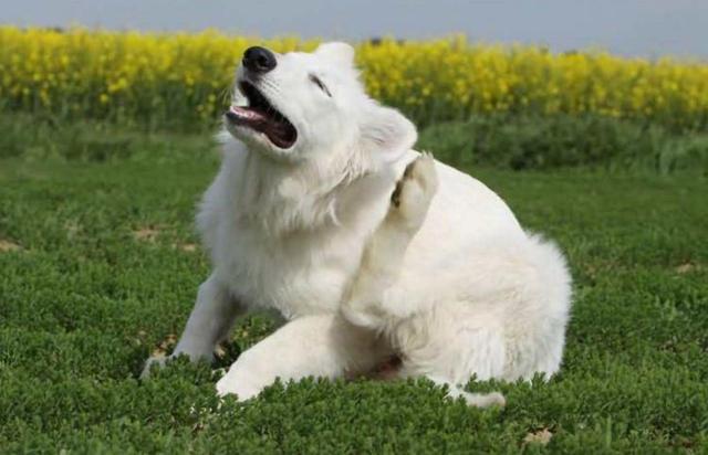 狗狗身上有跳蚤怎么治有效，狗狗身上长跳蚤不要慌