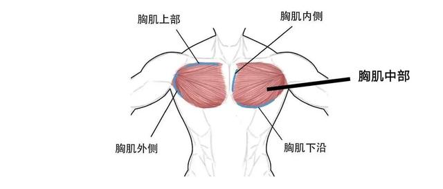 锻炼胸肌的最有效俯卧撑动作教程，居家胸肌训练方法