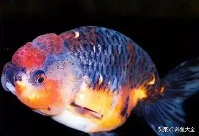 兰寿金鱼图鉴大全，金鱼品种大全之蛋种金鱼