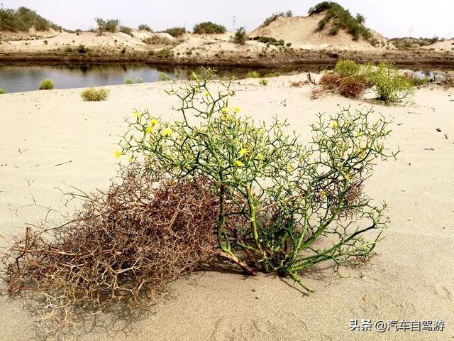 南疆自驾游小环线路线，自驾游可可托海、小白杨哨所