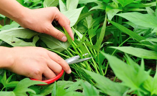 空心菜种植时间和方法，空心菜种植的方法和时间（空心菜什么时候播种）