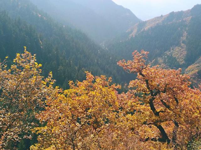 人间仙境满山红叶，原来是峨眉山的树叶红了……