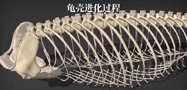 龟壳，龟壳知识大全集