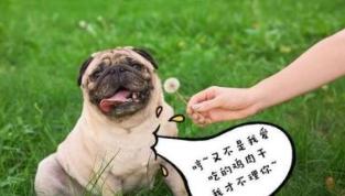 巴哥犬怎么训练，一年的巴哥犬训练方法（而是宠主没有做到这5点）