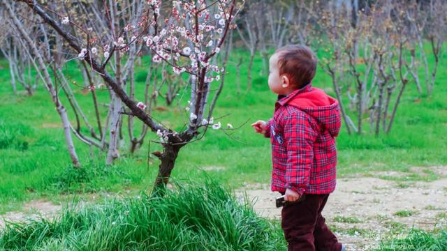 蜡梅与腊梅的区别，蜡梅是梅花吗究竟是（腊梅花与蜡梅有什么区别）