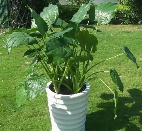 八种常见有毒花，这15种大毒花