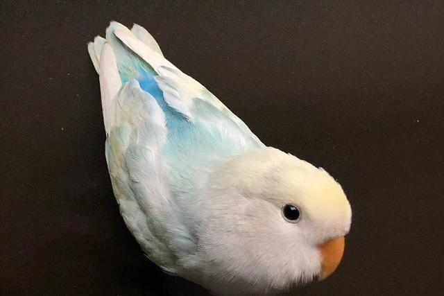 牡丹鹦鹉品种介绍大全，面类牡丹鹦鹉的所有品种