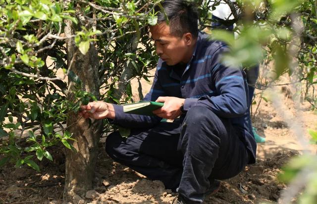 什么是临沧大箐普洱茶，临沧-----普洱茶