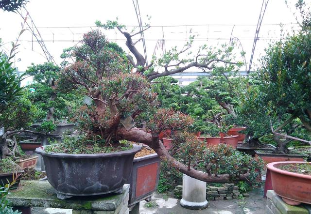 赤楠盆景怎么养，小赤楠盆景怎么养（制作中有哪些细节要注意）