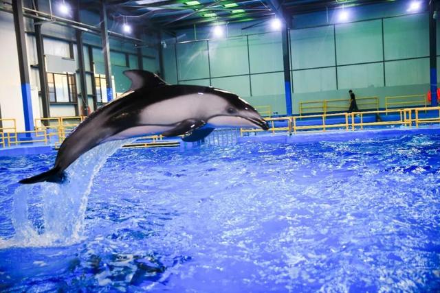 昆明梦幻联邦乐园什么值得玩，昆明周边惊现世界奇迹上的欢乐王国