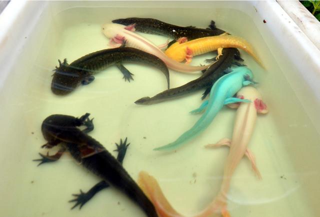 鲶鱼长出四条腿，野生鲶鱼是四川省保护动物