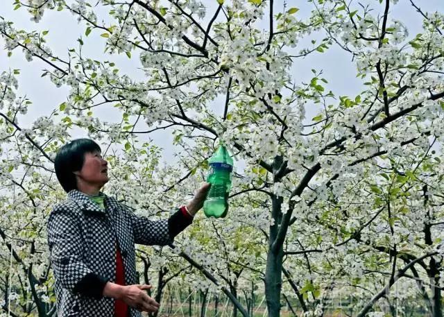 梨花几月份开花，梨花几月几号开始开花