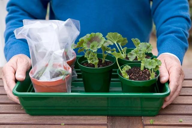 天竺葵怎么扦插活力大，天竺葵用成本极低的扦插方法培育