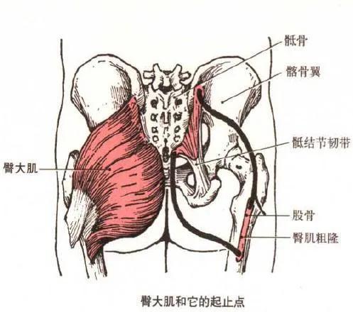 健身需要知道的肌肉，想让肌肉变得更大、更饱满