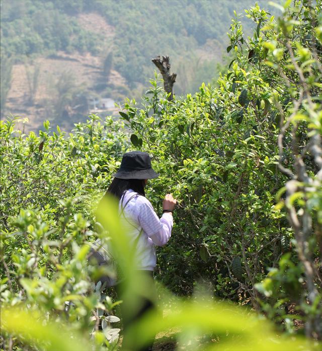 什么是临沧大箐普洱茶，临沧-----普洱茶