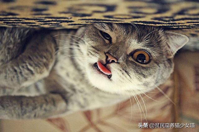 猫咪吐一小截舌头，猫咪偶尔吐舌头是怎么回事（为什么猫咪会吐一段舌头）