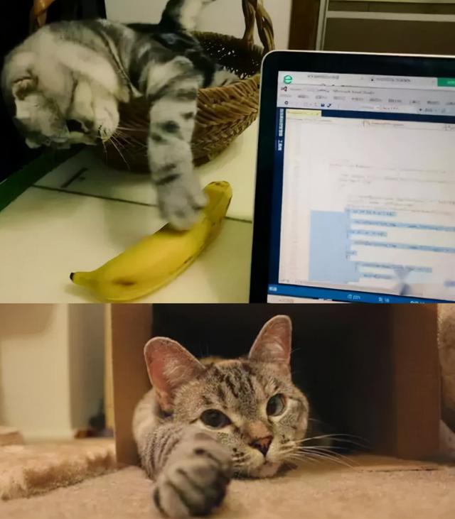 如何从猫咪的肉垫看出性格，猫咪的肉垫形状