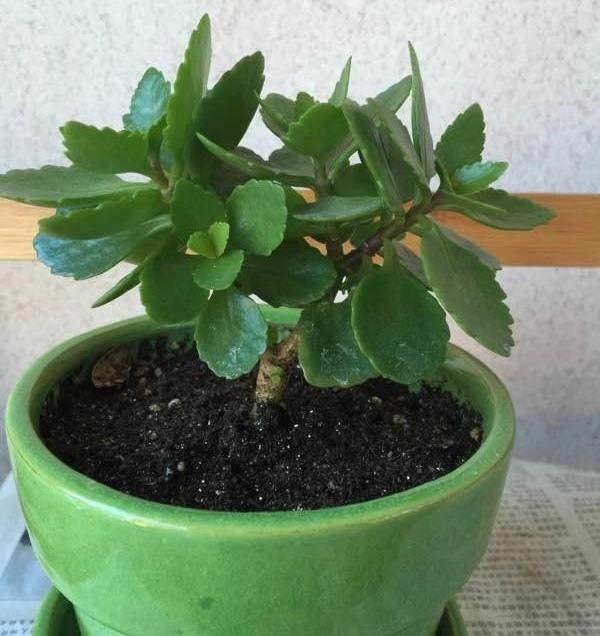 养长寿花的四大特点，养长寿花十年总结6点经验