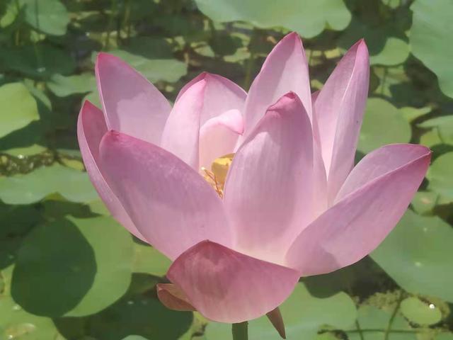 无为而治可能是最高境界，管理的最高境界，是“无为”