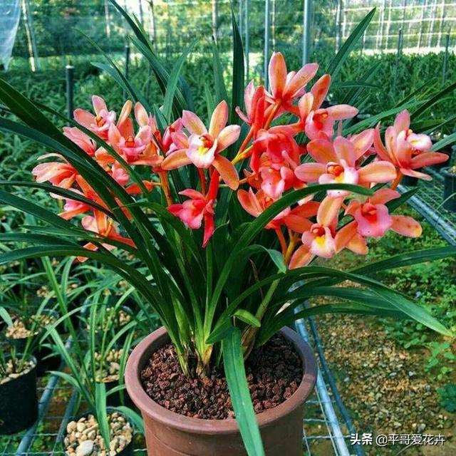 什么花最好养又好看又容易活，6种花号称十大名花