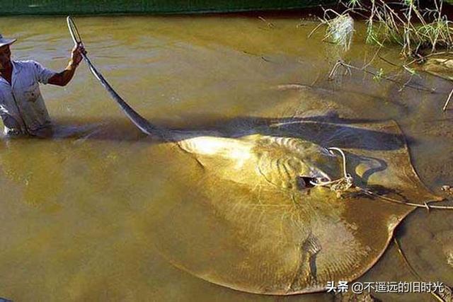 15种实际存在的异常大的动物，21种完全超乎了想象身形特别巨大的动物