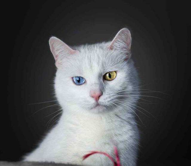 怎么改善猫咪口臭，猫咪口臭原因有哪些