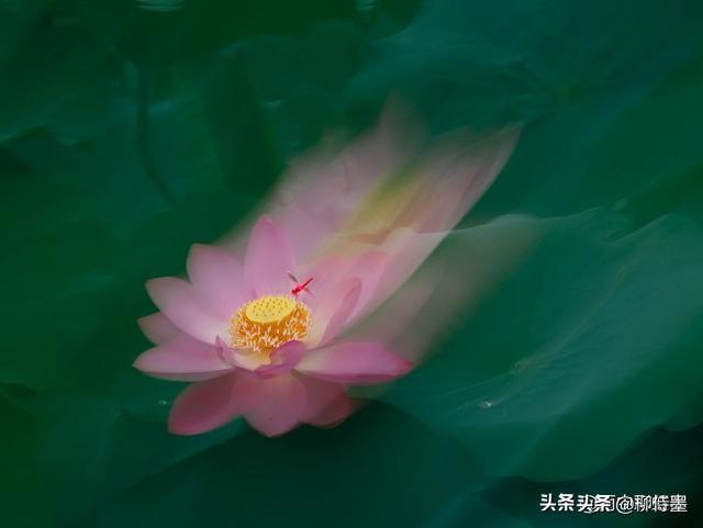 荷花拍照10个技巧，帮你把荷花拍得不一般