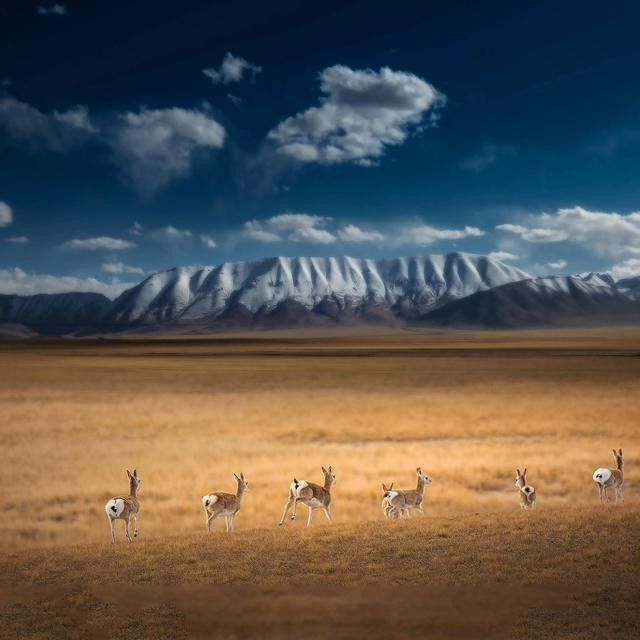 道德经悟道技巧，树袋熊大话助读《道德经》第十六章