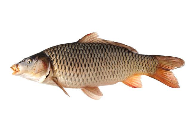 适合垂钓的淡水鱼品种，这4种淡水鱼被称为四大家鱼