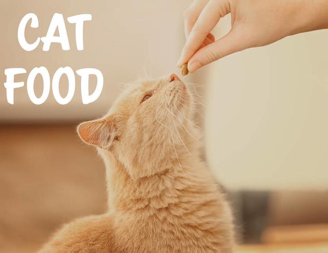 猫能吃什么东西，猫咪能吃的食物都有什么