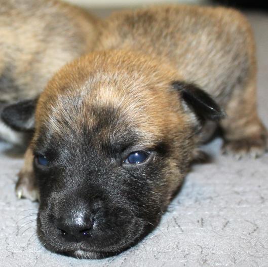 犬结膜炎的症状表现有哪些，什么是初生犬结膜炎