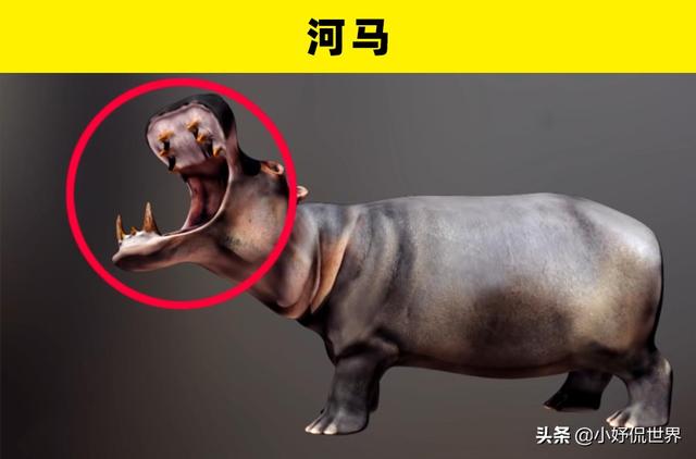 咬合力最强的动物，咬合力最强的12种动物（地球史上最强悍的生物——巨齿鲨）