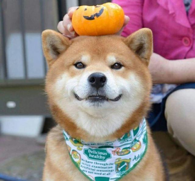 柴犬尴尬期后的表现，柴犬尴尬期鬼见愁