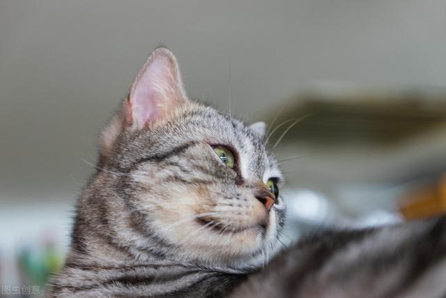 美国短毛猫性格及优缺点，美国短毛猫体重各阶段会不同