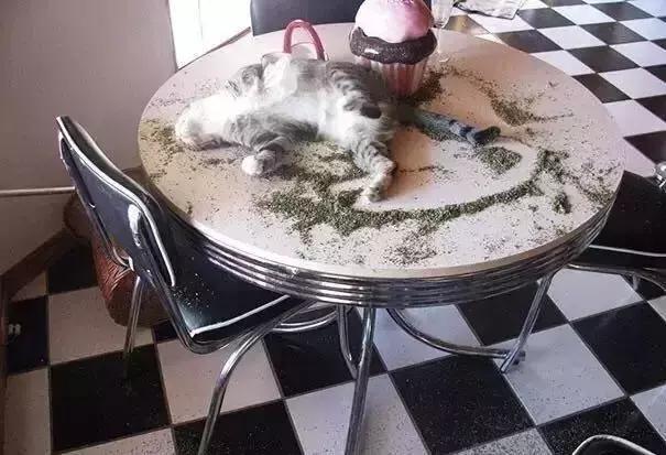 猫为什么喜欢猫薄荷，猫咪为什么只喜欢猫薄荷（网友分享家中猫咪遇到猫薄荷的照片）