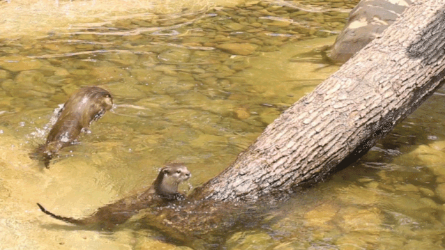 世界流浪动物日，世界环境日所有人（国际流浪动物保护日）