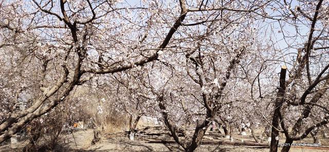 杏花节活动开幕，杏花节我来啦