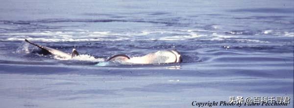 世上最大的淡水鲨，有史以来最大的十种鲨鱼