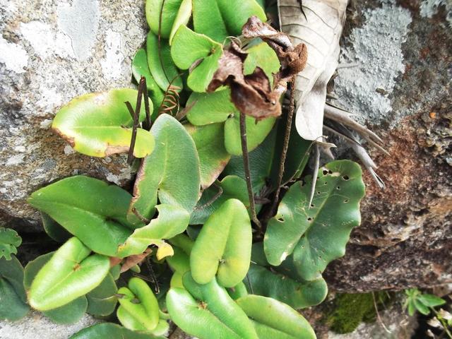 蕨类植物大全狼尾蕨，买这5种盆栽蕨类植物总不会错