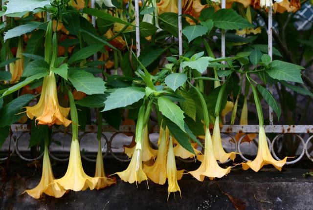 八种常见有毒花，这15种大毒花