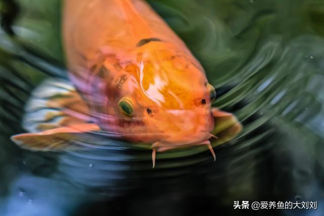 土方法鱼缸增氧，家用怎样给鱼缸增氧