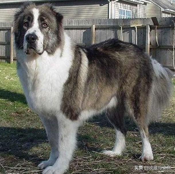 世界上最凶猛的犬，世界最凶猛十大犬种