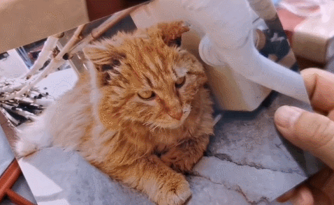 故宫最胆小御猫，我们只是惊呼是不够的