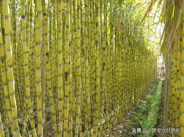 小伙带你看四种品种的甘蔗，黄皮甘蔗和黑皮甘蔗哪个长得高