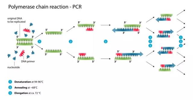 为什么pcr技术可以检测目的基因，一文带你读懂基因检测核心技术——PCR